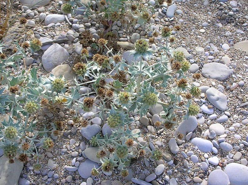 Eryngium maritimum / Calcatreppola marittima